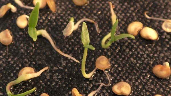  Semi germinati di pepe bulgaro