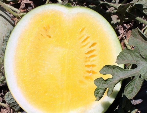  Mezzo cocomero giallo