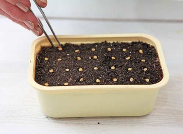  Semeando sementes de pimenta em um recipiente