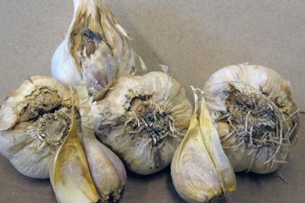 Aglio preparato impropriamente per lo stoccaggio marcito