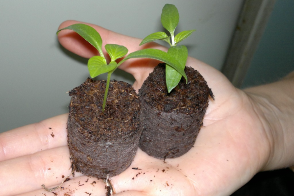  The root system of the seedlings is weak, it is recommended to plant the seeds immediately in peat tablets or peat pots