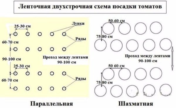  Esquema de plantio de mudas de tomate Budenovka em terreno aberto