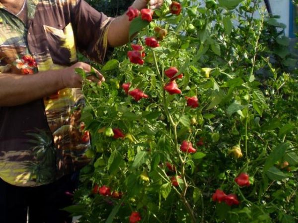  Φροντίστε για τις πιπεριές