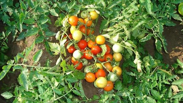  Arbusto de tomate Moskvich com frutas no jardim