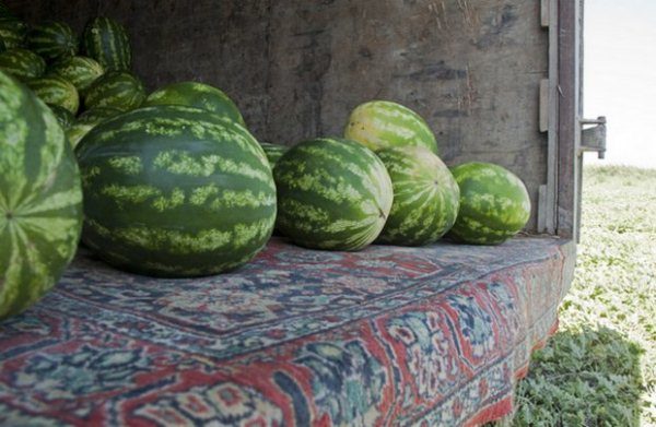 Watermelon Chill is distinguished from other varieties in that it tolerates transportation very well.