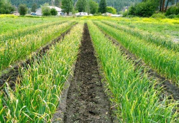  Garlic requires compliance with the rules of crop rotation