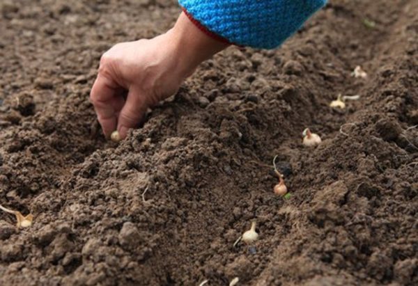  Plantarea cepei de iarnă