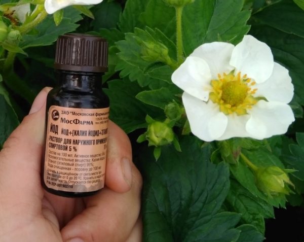  Lo iodio farmacia aiuterà a sbarazzarsi di tonchio fragola e marcire.