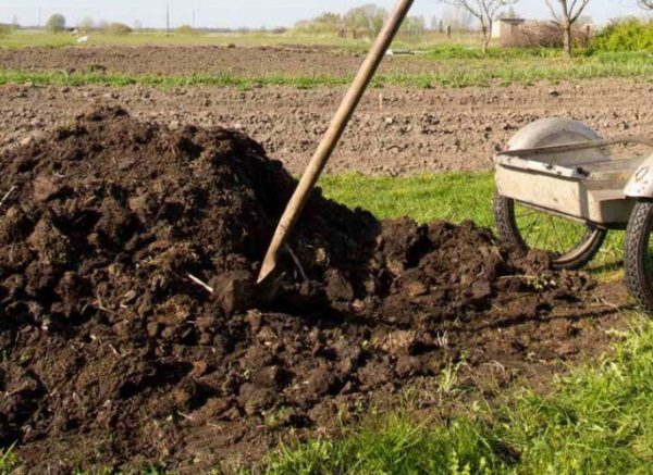  Prima di scavare letti dovrebbe essere fatto di humus