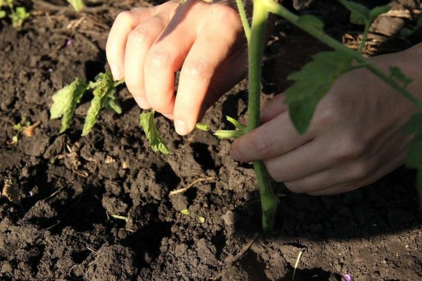  I pomodori devono essere legati, poiché i frutti maturano, raccolgono le foglie