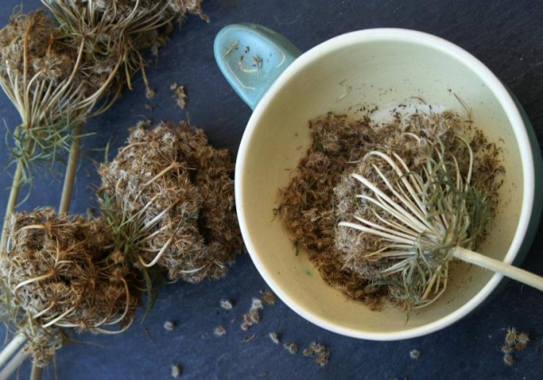  Seeds can be bought in the store or grow yourself