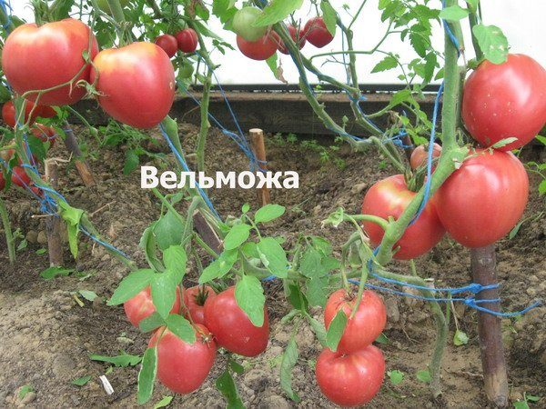 Tomates grandee crescido na estufa
