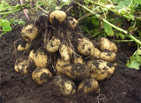  Cespuglio di patate scavate