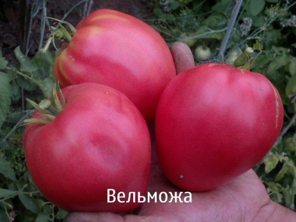 Grandee tomate
