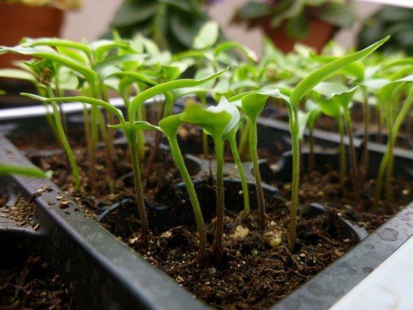  Pepper seeds can be planted frequently and in a shallow bowl with a further dive