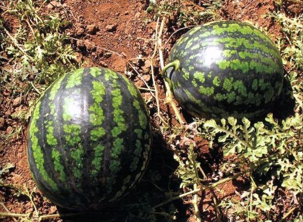  Watermelon chill