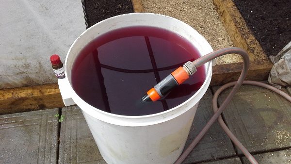  Prima di piantare cetrioli, il terreno viene decontaminato con una soluzione di permanganato di potassio