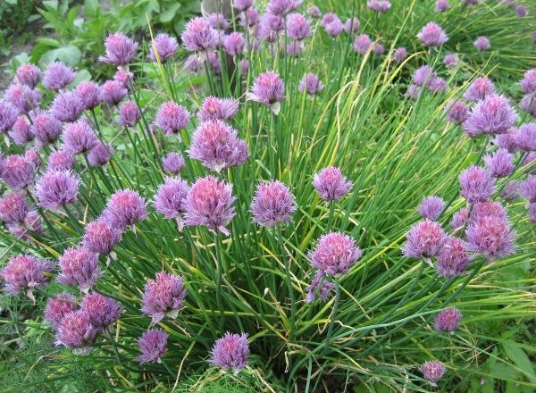  Chives