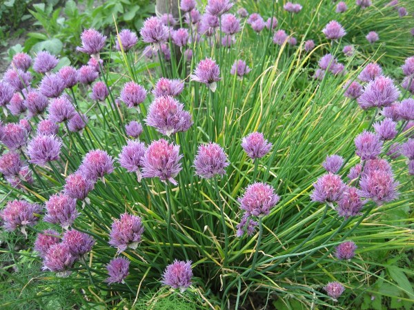  erba cipollina cipolla