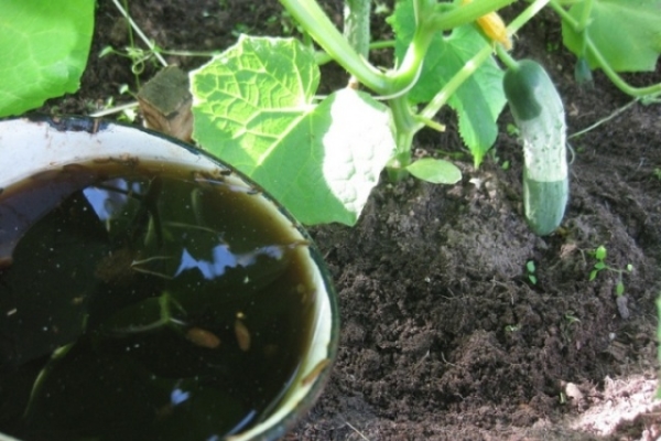  During the season, about 4 additional feeding of cucumbers is carried out; urea, superphosphate, potassium sulfate, and mullein are used.