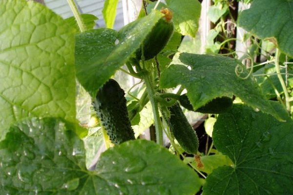  Pros variety: mid-season and high-yielding, does not have bitterness in the fruit