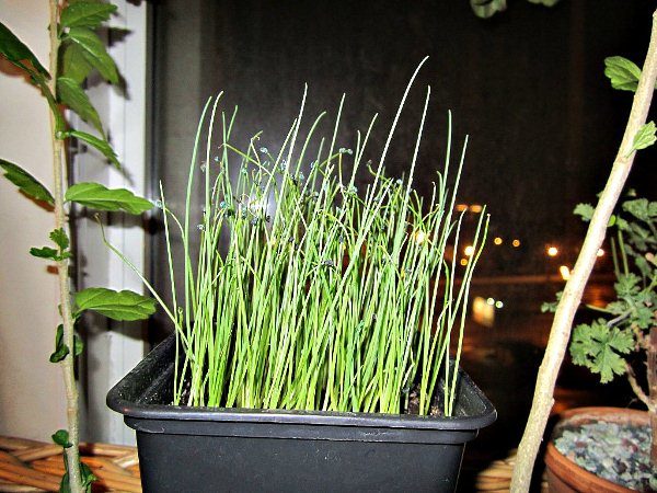  Per ottenere l'erba cipollina in anticipo, iniziamo a coltivare le piantine a marzo.