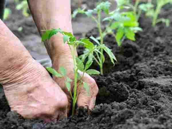  Plantio de mudas de tomate em terreno aberto
