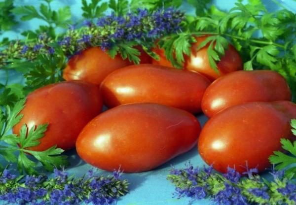  Os tomates são universais, são adequados para saladas, acompanhamentos, sopas e molhos
