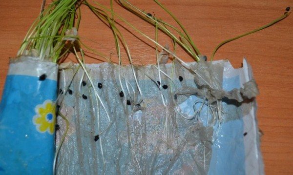  Crescere Chernushka su carta igienica bagnata