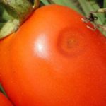  Antracnose de Tomate