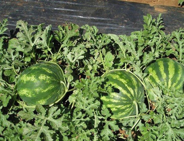 Watermelon Crimson Sweet grow in any places, but prefer a sunny and well-ventilated place.