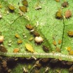  Gourd Aphid