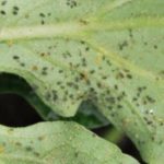  Gourd Aphid