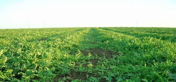 As soon as the formation of the fetus begins, the feeding is stopped, since nitrates and other chemicals may accumulate in the mature watermelons.