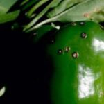  Bacterial spotting