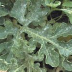 Bacteriosis or angular spotting