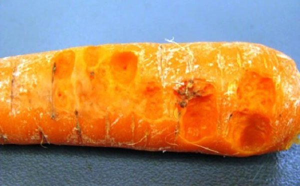  Carrot bacteriosis or wet rot