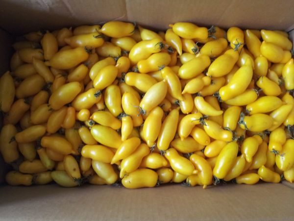  Pés de banana
