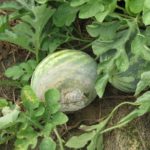  White rot