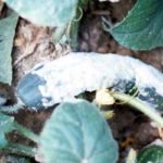  White rot