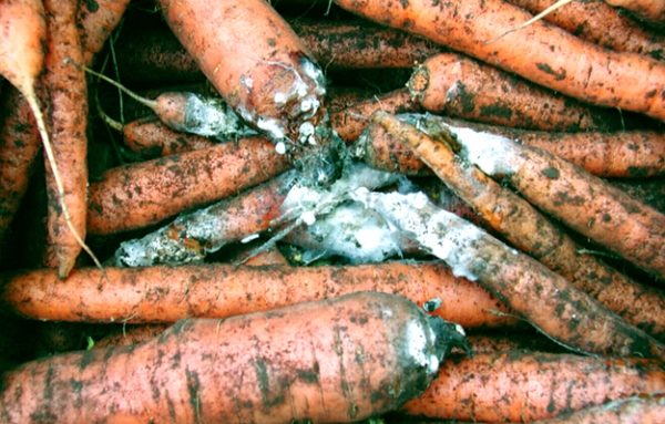  Carrot struck white rot