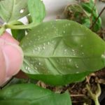  Whitefly on pepper