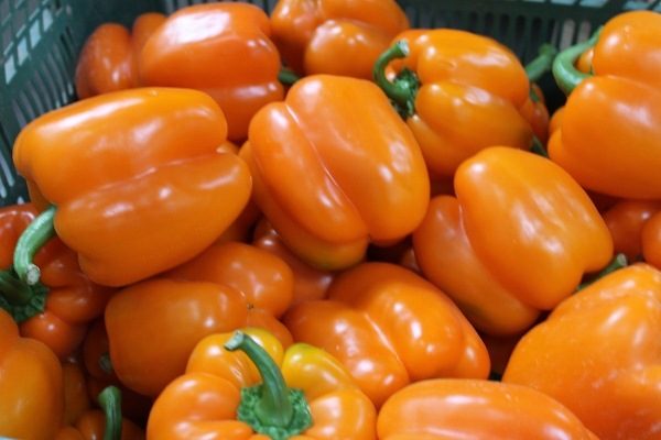  Miracolo di pepe arancione bulgaro