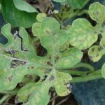  Marciume nero su foglie di cocomero