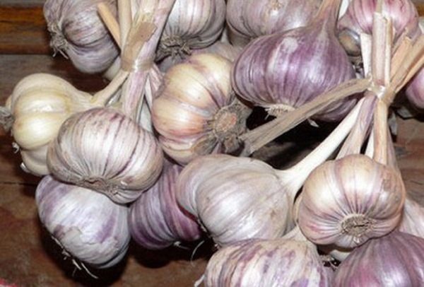  Σκόρδο Komsomolets