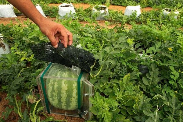  Square watermelon in a box on the garden plot