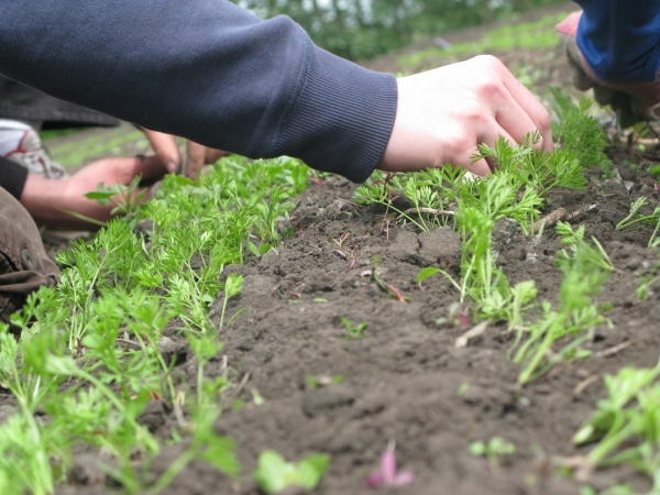  Thinning and weeding is done twice a season, preferably in the evening or in the morning.