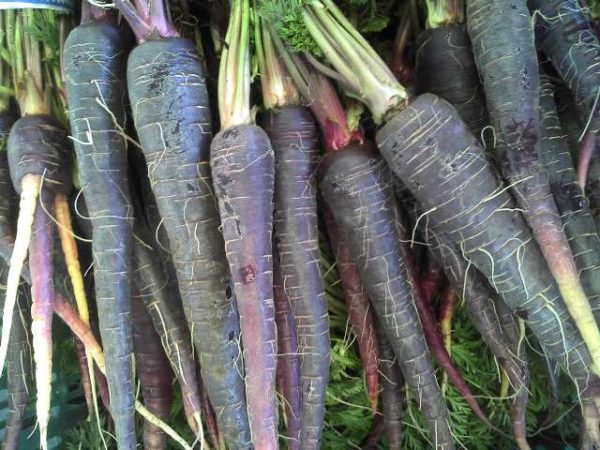  Black carrot