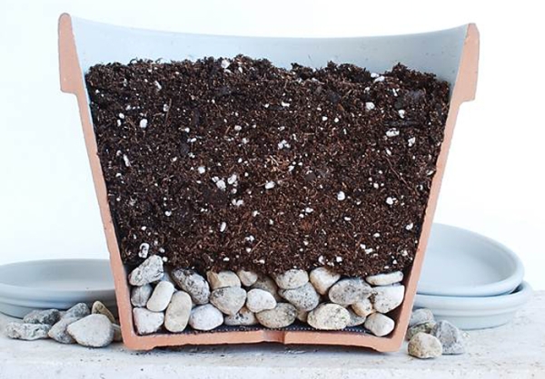  You need to plant seeds in a pot with a good drainage layer, ready-made land for orchids will do.