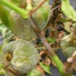  Late blight